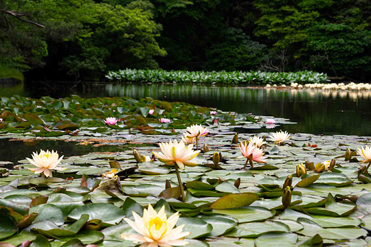  Meiji Jingu Garden & Museum 