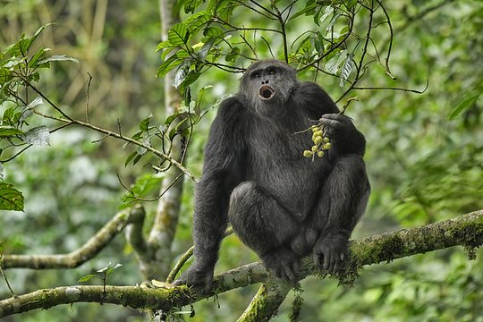 Trek with chimpanzees in the Nyungwe Forest