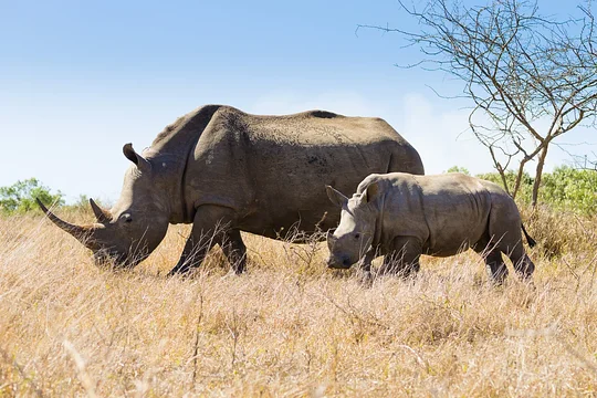 6 Day / 5 Night Post-Trip Extension to KwaZulu-Natal - Private Room (Minimum 4 ladies)