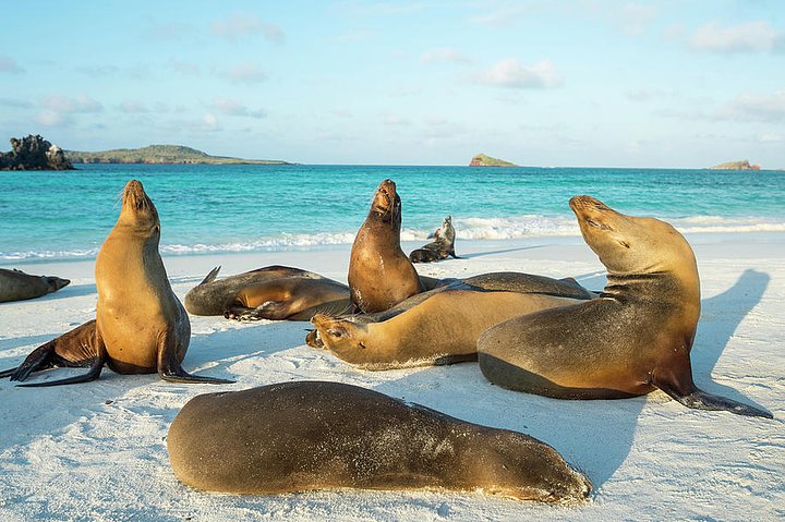 galapagossealionsonbeachtuideroy2231327155