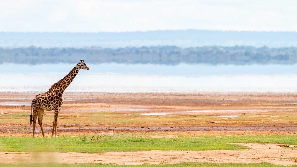 A giraffe on the open plains
