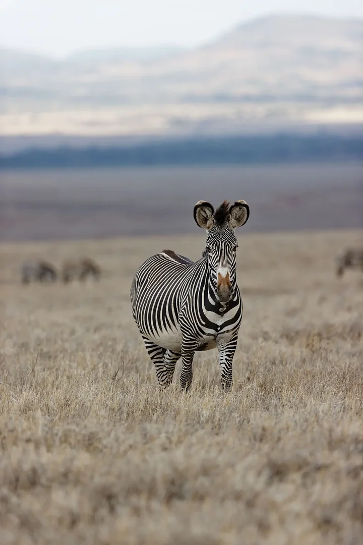 iStock1440967730
