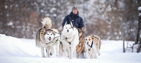 Husky Sledding Adventure