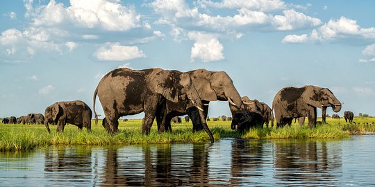 Wild Women Awakening - Botswana and South Africa 