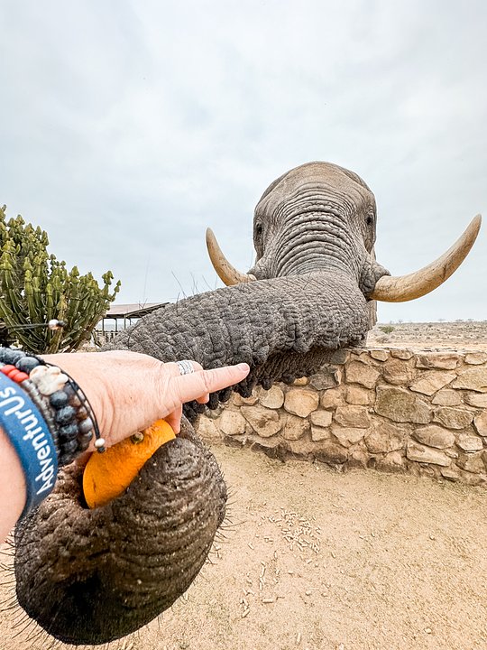ELEPHANT MOMENTS