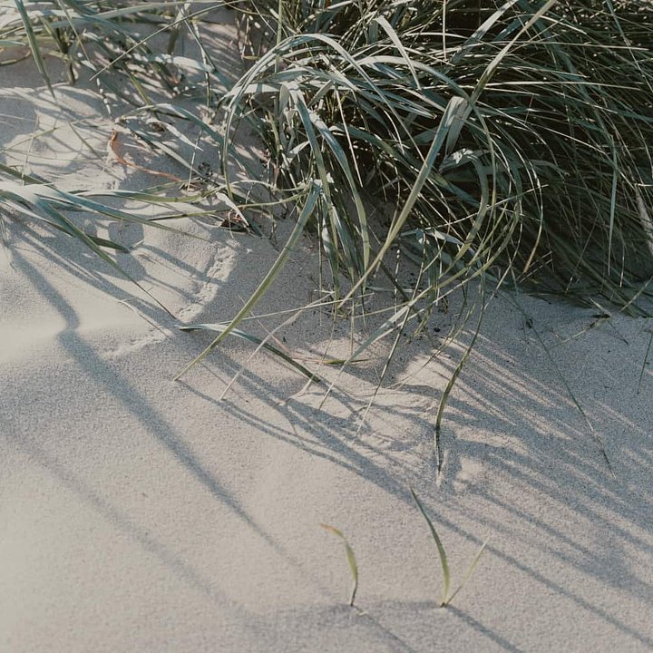 grass