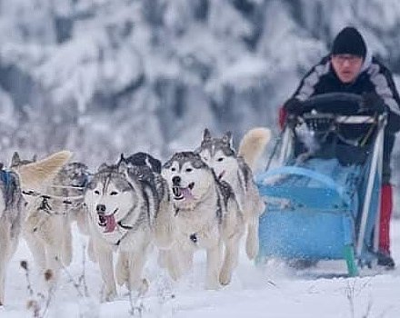 Husky Sledding
