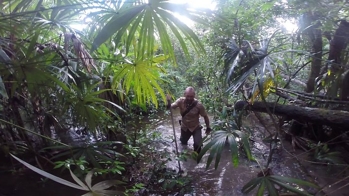 Jungle