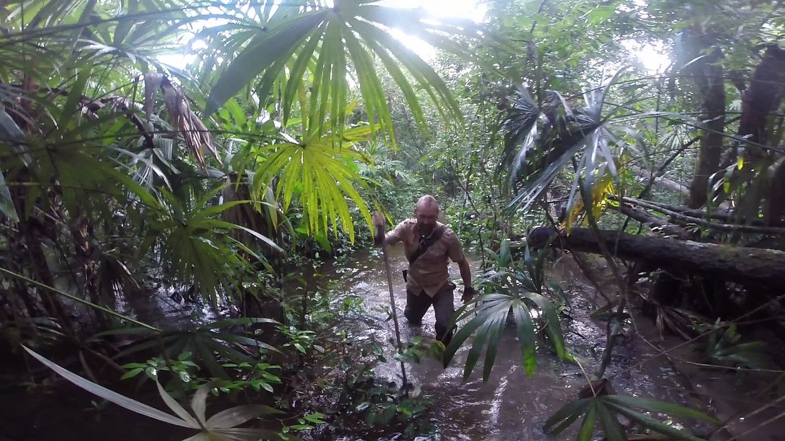 Jungle