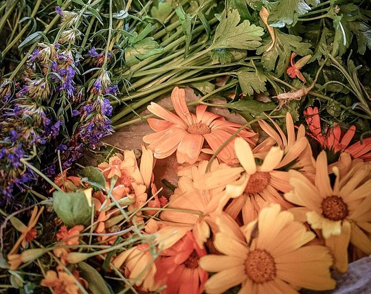 Forage for food with a chef on a Swedish Island