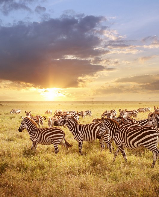 iStock533345827