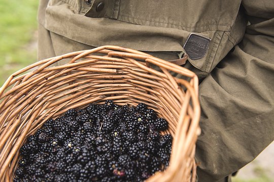 Autumn Foraging Course - Derbyshire