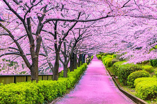 Cherry Blossoms