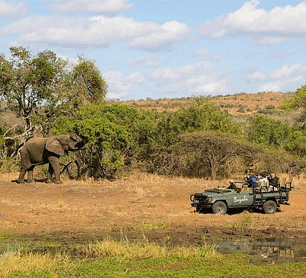 Wildlife Safari