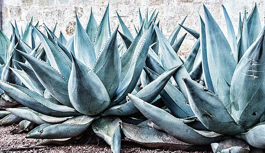 Enjoy a mezcal  distillery tour and tasting 