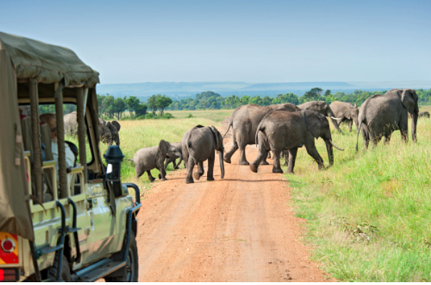 Safari