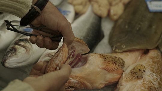 10 am at the Market: Choosing the right fish