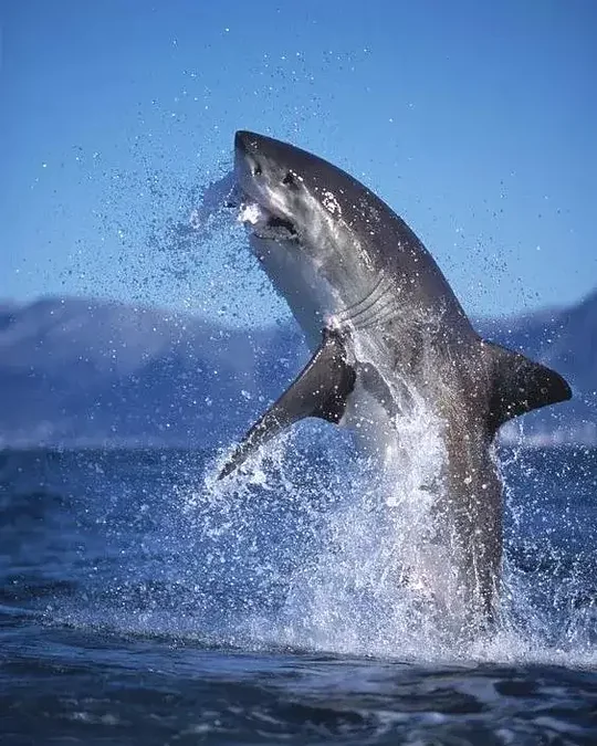 Shark Cage Diving