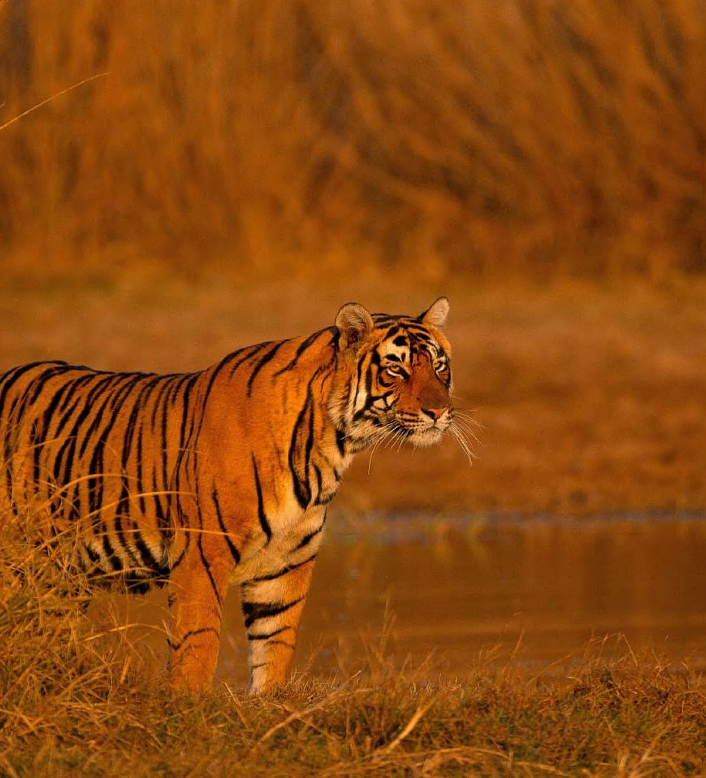 tiger