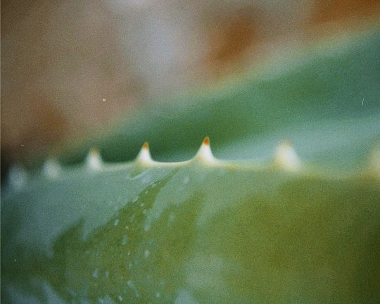 Nature Connection & Sensory Awareness
