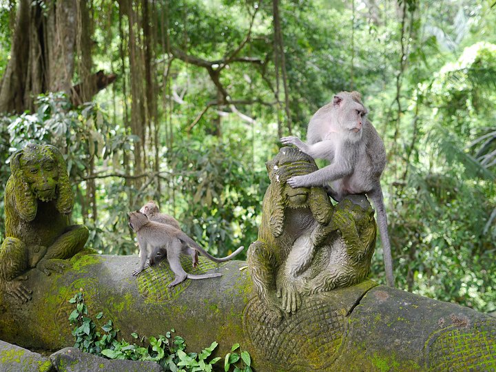monkey