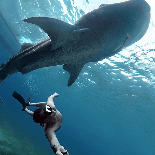 Male traveller swimming with whale shark in filipines