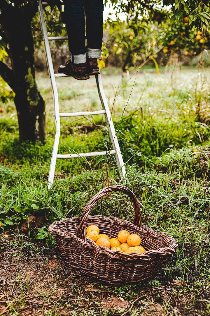 OrangeFarmAlgarveFoodExperienceMadameDessert6569
