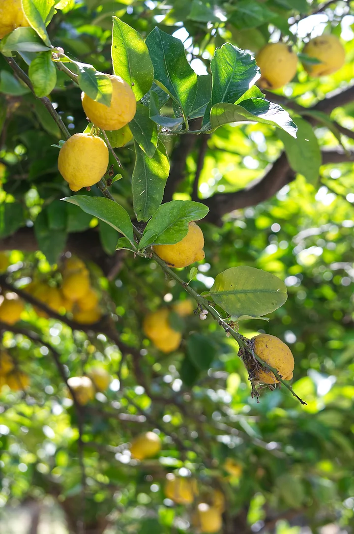 aperry5tm2EnWxliQunsplash