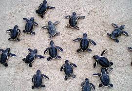 Watch the sun dip into the Pacific Ocean as you release baby turtles