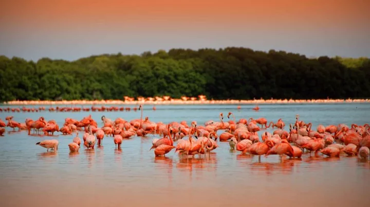 elcuyoyucatan