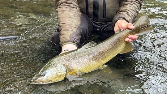Marble trout from Trentino