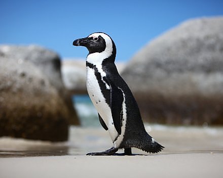  Penguins at Boulders Beach