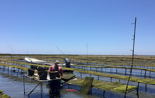 The Oyster Farm