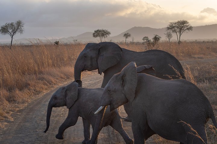 elephantssmall