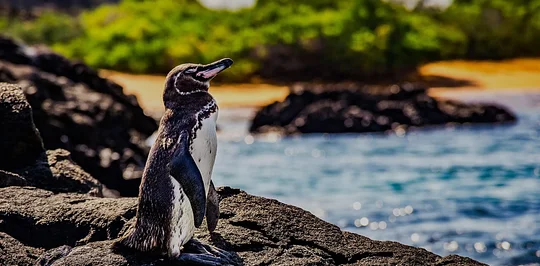 Say Hello to a Penguin