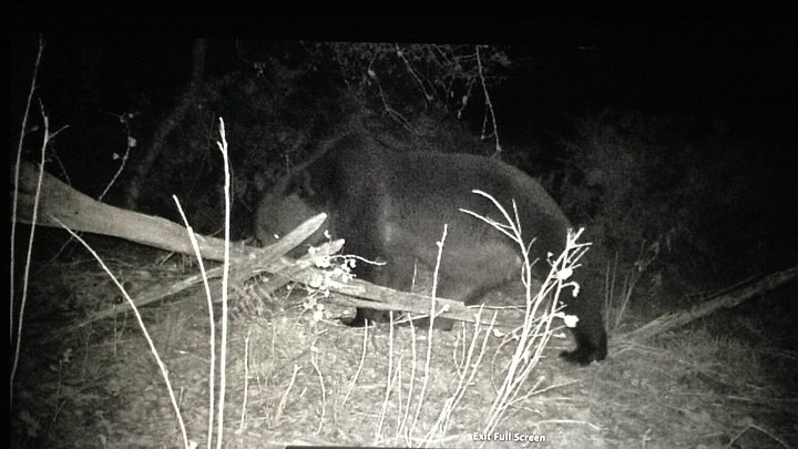 bisonbearchamois12