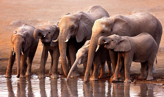Search the river bed for the elusive desert elephants