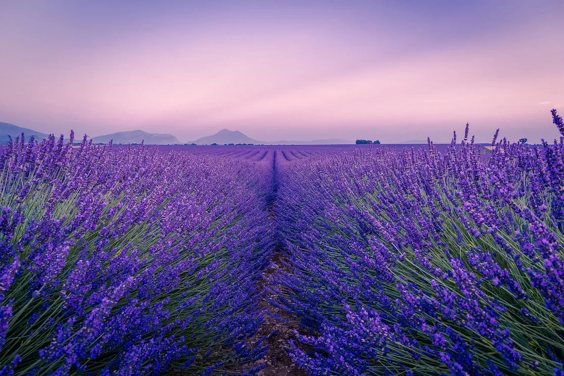 antonybecnD9tEn63sucunsplash.jpg