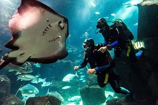 Experiência de Mergulho