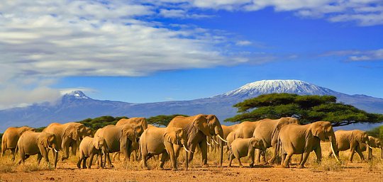 Kenya and Tanzania - An Epic Wildlife Safari 