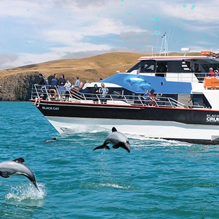 NewZealandAkaroaNatureCruise