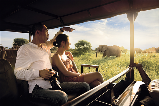 Enticing Safaris in a Game Reserve 