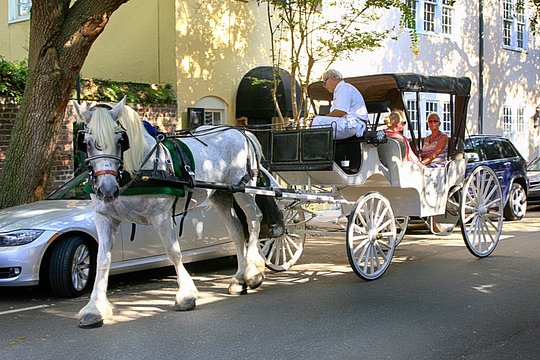 Explore historic downtown Charleston with an engaging guide, a beautiful horse and a comfortable carriage