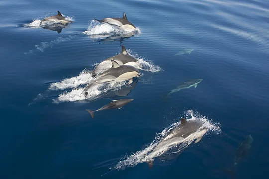 Head out to sea in search of whales and dolphins