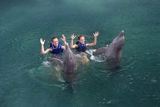 Swim with Dolphins