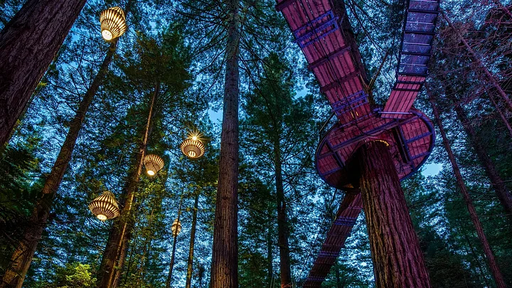 nightlightsredwoods