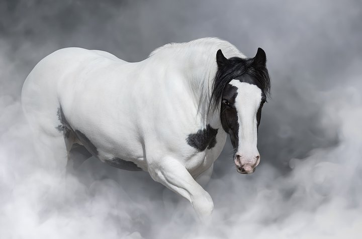 portraitofirishtinkerhorseJ9ZNR6Z_ULT_web
