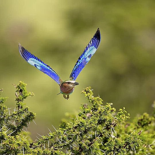 Bird-Watching Delight