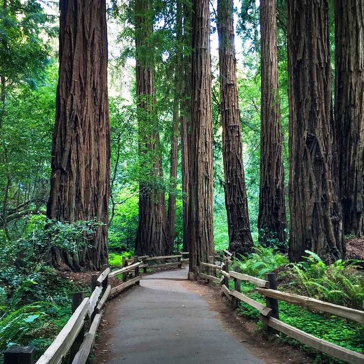 muirwoods