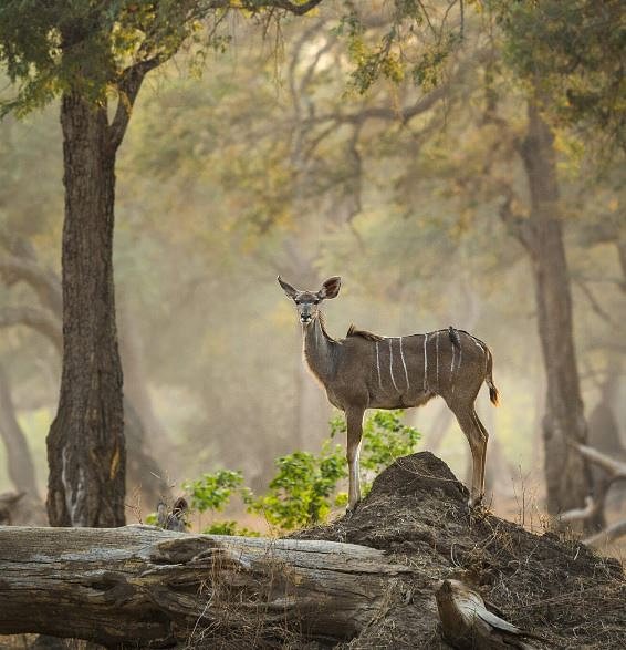 antelope